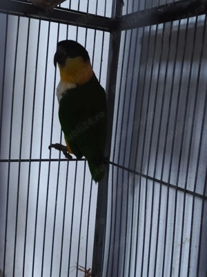 Mascul Caique cap negru din 2025 cu test ADN 