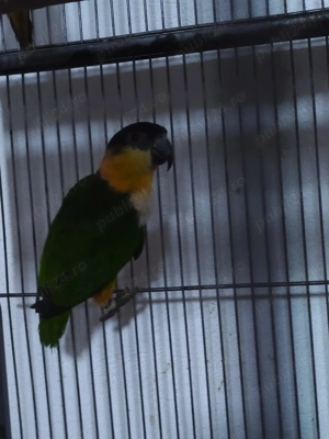 Mascul Caique cap negru din 2025 cu test ADN  - imagine 3