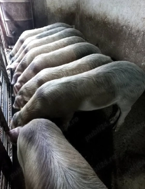 Vând porci de  carne  - imagine 3