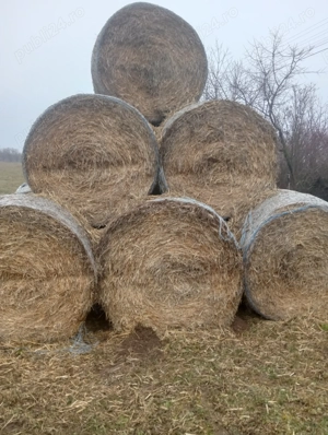 Vând baloți lucernă,fân și paie