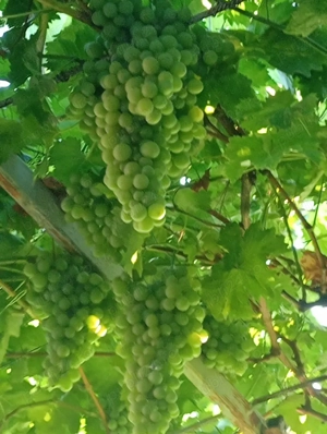 Butași vita de vie hibrid diverse soiuri 