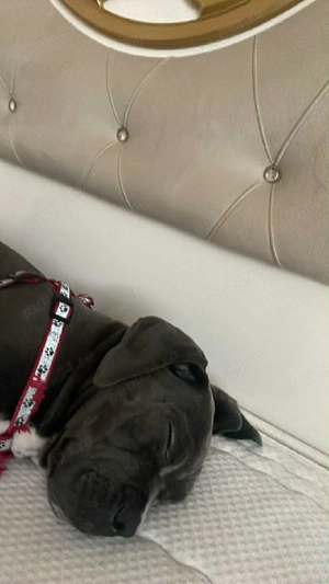 cane corso femela 3 luni jumate cuminte 