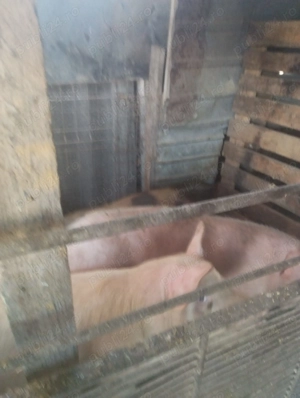 Porci de vânzare  - imagine 3