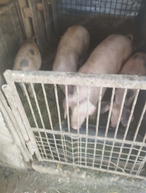 Porci de vânzare  - imagine 2