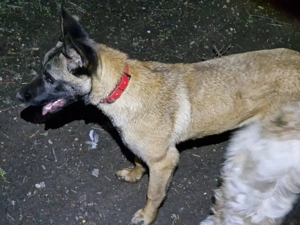 Catelusa Ciobanesc Belgian Malinois 8 luni