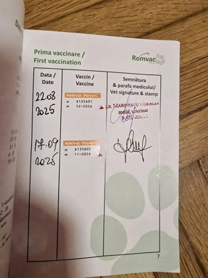 Catelusa Ciobanesc Belgian Malinois 8 luni - imagine 5