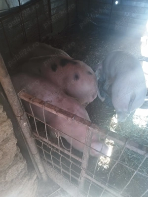 Porci de vânzare  - imagine 4