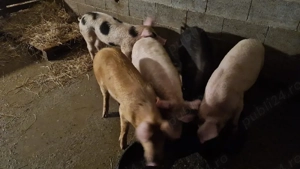 Vand porci - imagine 2