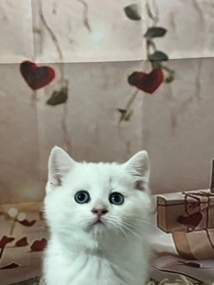 BritishLonghair&Shorthair - imagine 2