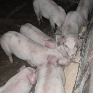 prcelusi de vanzare - imagine 3