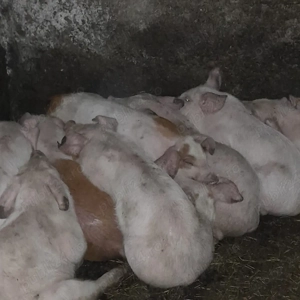 prcelusi de vanzare - imagine 2