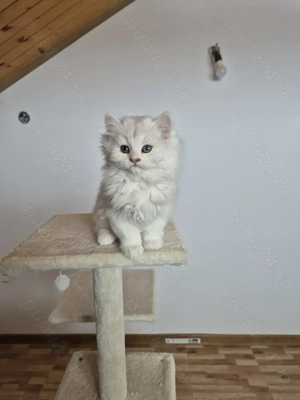 BritishLonghair&Shorthair - imagine 3