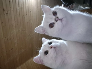 BritishLonghair&Shorthair - imagine 5