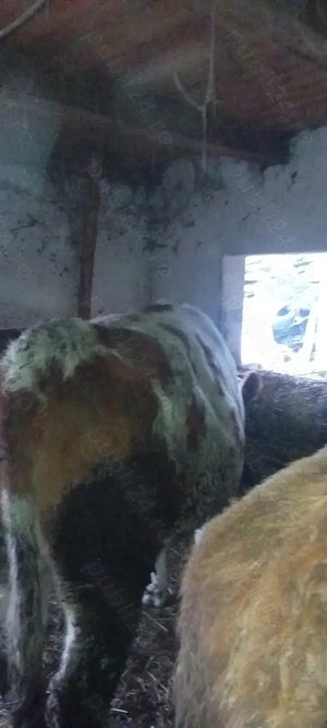 Vand 3 taurii si o junica! - imagine 3