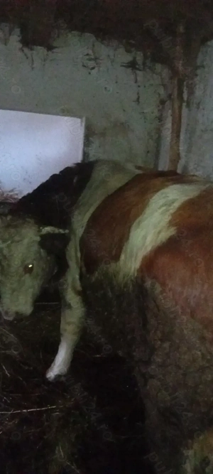 Vand 3 taurii si o junica!