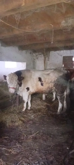 Vand 3 taurii si o junica! - imagine 2