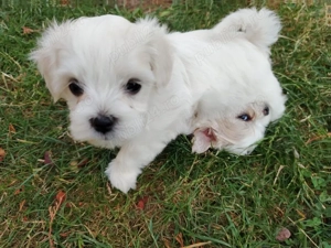 Puiuti de bichon maltez  - imagine 2