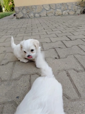 Puiuti de bichon maltez  - imagine 4