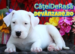 Dog Argentinian cu Factura,Garantie,Microcip,Inregistrare,Transport Gratuit,Vaccin,Hrana Gratuita