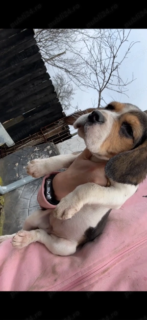 Beagle tricolor femela 600 lei - imagine 2
