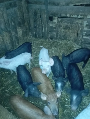 Purcei de vanzare  - imagine 3