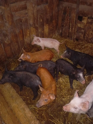 Purcei de vanzare  - imagine 5