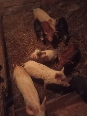 Purcei de vanzare  - imagine 2