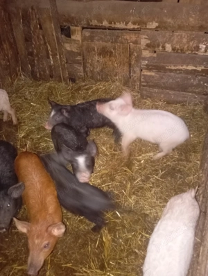 Purcei de vanzare  - imagine 4