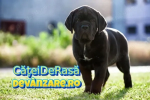 Cane Corso Talie Mare cu Factura,Garantie,Transport Gratuit la Brasov,Microcip,Vaccin,Inregistrare