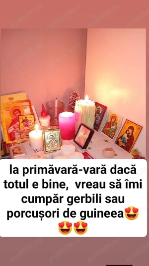 caut porcușori de guineea sau gerbili, numai să fie totul ok, să fiu bine 