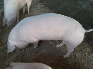 Vand porci  - imagine 3