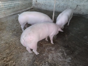 Vand porci  - imagine 2