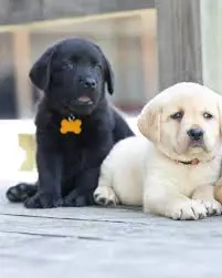 Labrador Crem,Negru,Maro cu Factura,Garantie,Transport Gratuit,Hrana Gratuita,Vaccin,Microcip - imagine 2