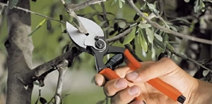 Taieri POMI FRUCTIFERI și VITA DE VIE pentru fructificare, intretinere