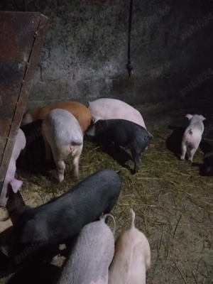 Purcei de vanzare  - imagine 3