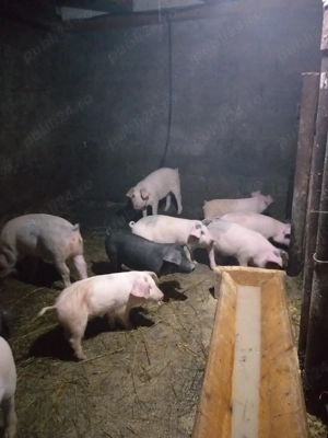 Purcei de vanzare  - imagine 2