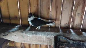 porumbei codalbi  - imagine 5