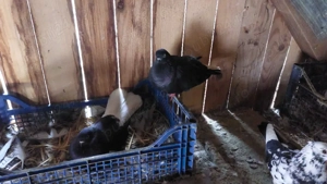 porumbei codalbi  - imagine 4