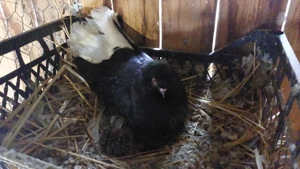 porumbei codalbi  - imagine 2