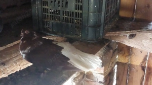 porumbei codalbi  - imagine 3