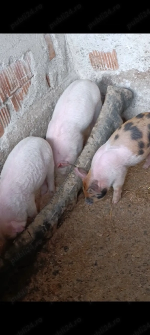scroafa de vânzare cu 9 purcei  - imagine 2