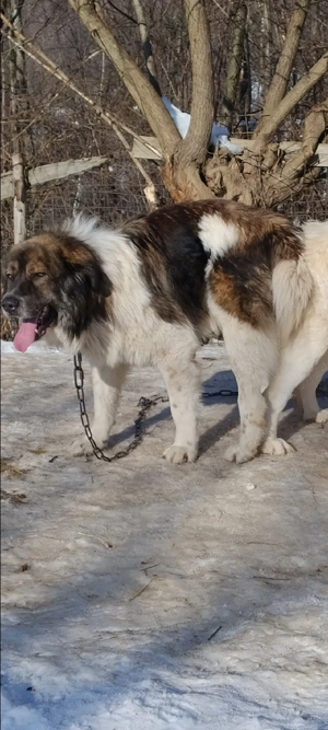 câine de oi  - imagine 2