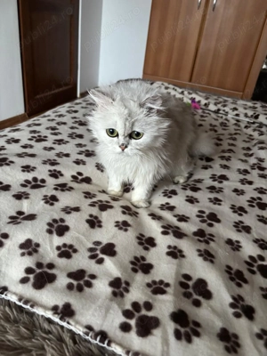 Pisica British longhair silver pedegree 