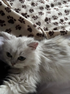 Pisica British longhair silver pedegree  - imagine 3
