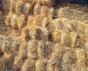 Baloti paie grau orz si orzoaica