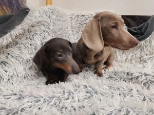 teckel iszabel femela !!! - imagine 2