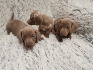 teckel iszabel disponibil !!! - imagine 2