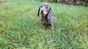 te kel blue mascul !!! - imagine 2