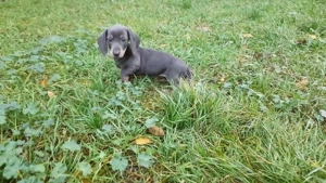 te kel blue mascul !!! - imagine 3