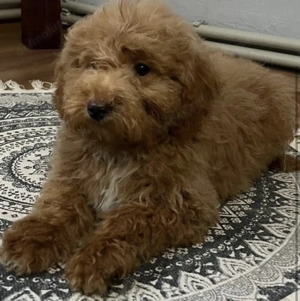 Pudel baietel 10 saptamani - imagine 2